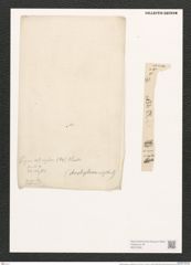 Nitzschia sigma var. rigidula Grun. (de-Toni-Nr.: Genus 47, Species 2099) Zeichnungen Sammlung Grunow (NHMW-BOT-W0372091)